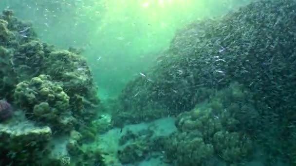 在珊瑚礁和夕阳西下的背景下 大量聚集了小鱼硬头鱼银边 — 图库视频影像