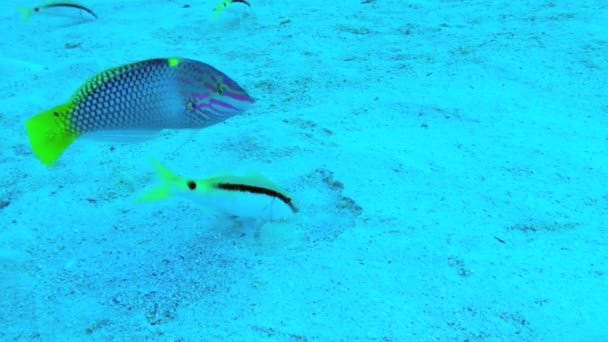 Deniz Altı Karşılıklı Yardım Kızıl Deniz Keçi Balığı Parupeneus Forsskali — Stok video