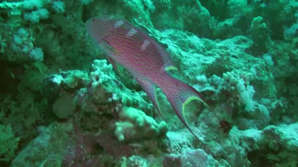 Jaskrawo Kolorowy Lyretail Grouper Variola Louti Pływa Powoli Wzdłuż Koralowej — Wideo stockowe