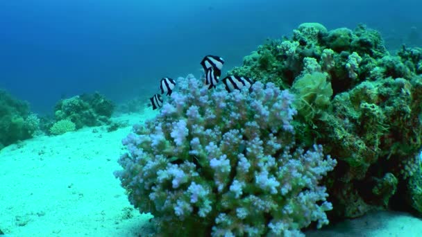 Dense Coral Bush Shallow Water Home Flock Whitetail Dascyllus Dascyllus — Stock Video