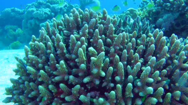 Dense Coral Bush Shallow Water Home Flock Blue Green Damselfish — Stock Video