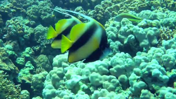 Par Bannerfish Del Mar Rojo Heniochus Intermedius Nadan Lentamente Largo — Vídeos de Stock