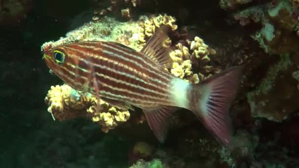 Tropical Fish Tiger Cardinal Dogtooth Cardinalfish Cheilodipterus Arabicus Next Reef — Vídeo de Stock