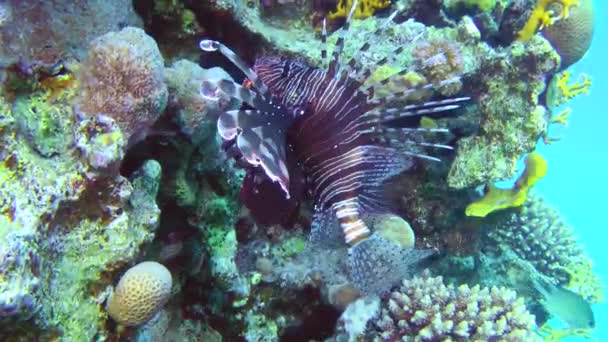 Chocolate Colored Common Lionfish Pterois Volitans Slowly Swims Wall Coral — Stockvideo
