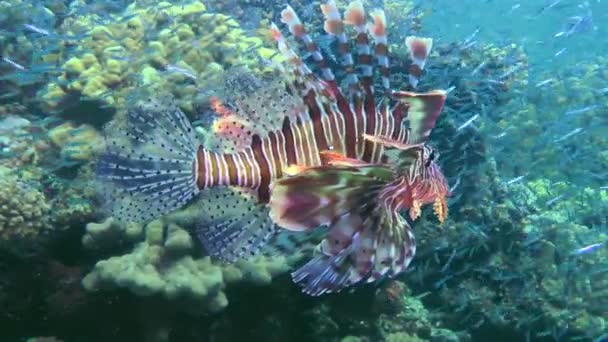 Hunting Common Lionfish Pterois Volitans Widened Fins Lionfish Swims Slowly — Stok video
