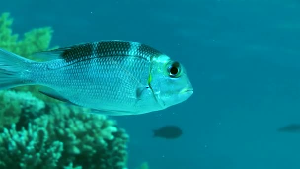 Młody Wielkooki Porgy Fish Monotaxis Grandoculis Pływa Powoli Tle Słupa — Wideo stockowe