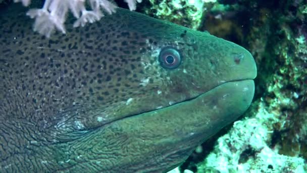 Duży Olbrzymi Moray Gymnothorax Javanicus Wystawia Głowę Otworu Koralowego Otwiera — Wideo stockowe