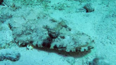 Dokunaçlı Düz Kafa 'nın (Papilloculiceps longiceps) kumlu tabanda üzerinde yatar ve gözlerini, yan görünümünü, portresini yuvarlar..