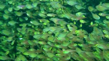 Mercan resifinin gölgeli bölgelerinde, Dusky Sweeper (Pempheris adusta) ve Pigmy Sweeper (Parapriacanthus ransonneti) büyük sürüler oluştururlar..