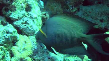 Çizgili cerrah balığı (Ctenochaetus striatus) mercan kayaları üzerinde bir şeyi ısırarak koparır ve çerçeveyi yakın plan bırakır..