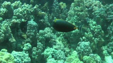 Brightly colored Orangespine unicornfish (Naso lituratus) swims against the backdrop of a coral reef.