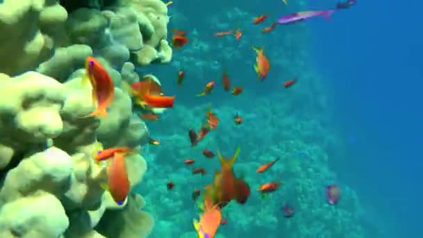Kamera Lassan Serpenyő Felett Egy Csapat Sea Goldie Vagy Lyretail — Stock videók