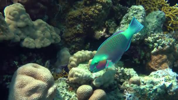 Egy Élénk Bőrű Hím Nehézcsőrű Papagáj Chlorurus Gibbus Kemény Korallokat — Stock videók