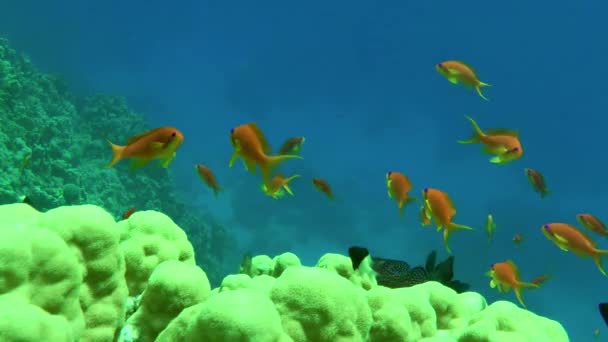 Mavi Sütununa Karşı Sert Mercanlar Üzerinde Kırmızı Turuncu Deniz Altın — Stok video
