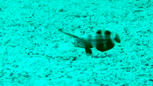 Den Långa Strålen Ryggfenan Hos Unga Pearly Razorfish Xyrichtys Novacula — Stockvideo