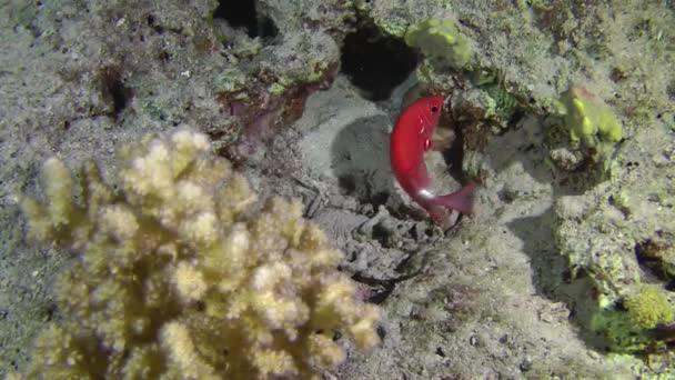 Gümüş Benekli Sincap Sargocentron Caudimaculatum Mercan Resifinde Bir Oyuğun Yanında — Stok video