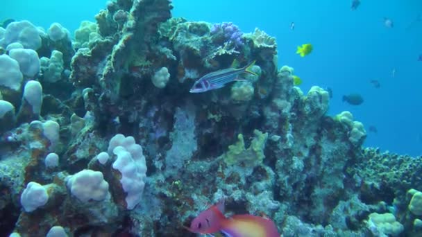 カメラはゆっくりとサンゴの厚さの間で武装リス魚 Neoniphonsammara にズームアップ クローズアップ — ストック動画