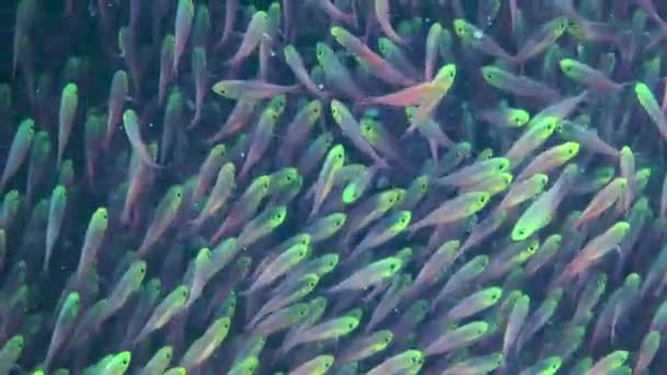 Fische Riesigen Ansammlungen Von Pigmy Sweeper Parapriacanthus Ransonneti Bewegen Sich — Stockvideo