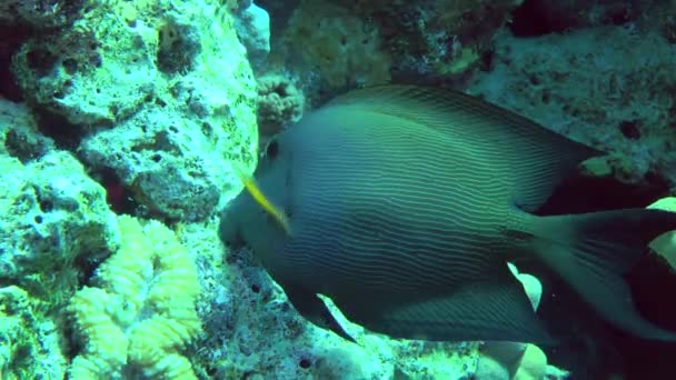 Полосатая Рыба Хирург Ctenochaetus Striatus Откусывает Коралловых Скалах Затем Покидает — стоковое видео