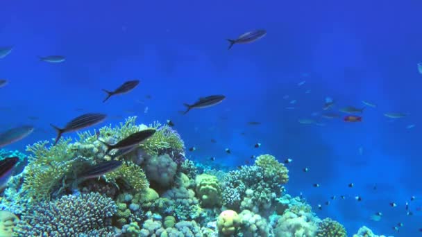 カラフルなスエズ フュージリア Caesio Suevica の群れは サンゴ礁を背景にゆっくりと泳ぐ — ストック動画