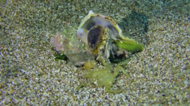 Gastropod Murex Trunculus veya Duplex murex (Hexaplex trunculus) kabuktan bir bacak çıkarır ve ölü bir yengeci kendine doğru çeker..