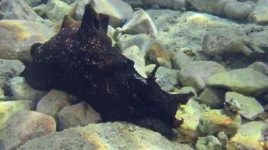 Benekli deniz tavşanı veya Karadeniz (Aplysia fasciata) yavaşça sığ sularda sürünerek taşları hisseder..