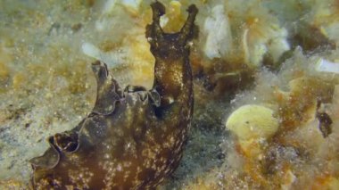 Black sea hare or Mottled seahare (Aplysia fasciata) slowly crawls along the bottom covered with algae in search of food, close up.