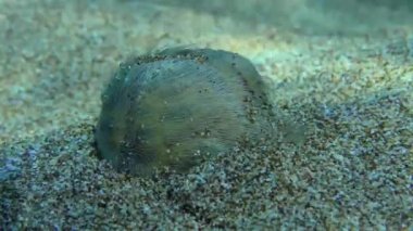 Yaygın kalp kestanesi veya Deniz Patatesi (Echinokardium cordatum) kumlu sığ sulara gömülür. Akdeniz.