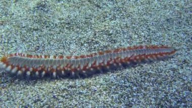 Sakallı alev solucanı (Hermodice carunculata), kumlu zeminde yavaşça sürünerek ilerler. Akdeniz.