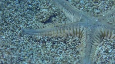 İnce deniz yıldızı veya Kum Denizyıldızı (Astropecten spinulosus) sığ sularda, yakın planda kumlu bir zemine gömülür..