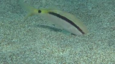 Goatfish  (Parupeneus forsskali) breaks the ground, while Common two-banded seabream (Diplodus vulgaris) pick up food that the goatfish won't eat and show them promising spots to look for, close-up.