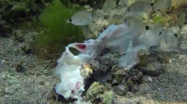 Denizi temizleme: Çok sayıda genç Yıllık deniz kabuğu (Diplodus annularis) ölü balık yiyerek organik madde kullanıyor. Akdeniz.