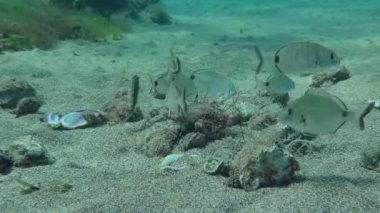 Deniz tabanında yiyecek arayan bir balık sürüsü (Diplodus annularis) ve diğer balıklar, geniş açılı. Akdeniz.
