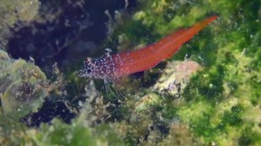 Parlak kırmızı erkek Siyah Yüzlü Blenny (Tripterygion melanurum) yeşil yosunlarla kaplanmış bir kaya üzerinde, yakın plan. Yunanistan, Rodos.