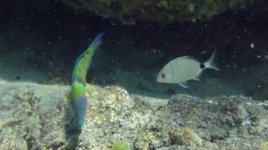 Afrika gökkuşağı grasse veya Akdeniz yağmur balığı (Coris julis) deniz tabanındaki bir kayada yiyecek arar. Akdeniz, Yunanistan.