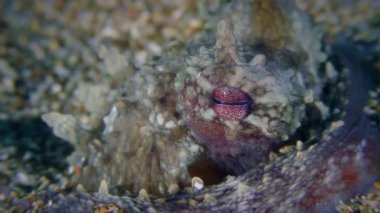 Sualtı yaşamı: Genel ahtapot (Octopus vulgaris) kumda gömülü, farklı renkte titreyen gözler, aşırı yakın çekim, yavaş zoom.