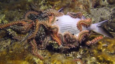 Deniz yaşamı: Ölü balıkları besleyen çok sayıda zehirli sakallı yangın solucanı (Hermodice carunculata).