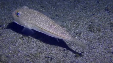 Deniz yaşamı: Sarı benekli kirpi balığı (Torquigener flavimaculosus) kumlu tabanda üzerinde asılı kalır, sonra yavaşça çerçeveyi terk eder.