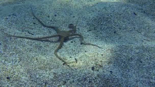 Smooth Brittle Star Ophioderma Longicauda Повзе Піщаному Морському Дну Середземне — стокове відео