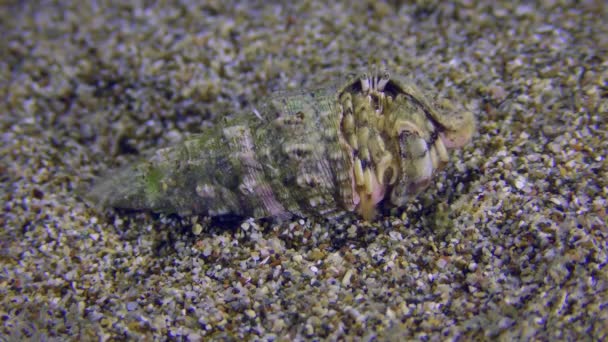 小寄居蟹或南爪寄居蟹 Diogenes Pugilator 栖息在各种腹足纲动物的壳中 蟹类从壳体中突出出来 — 图库视频影像