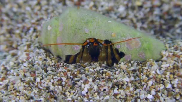 ハーミットカニ Clibanarius Erythrous さまざまな胃腸ポッドの殻 コーンカタツムリの殻の中のザリガニ クローズアップに定着します 地中海 — ストック動画