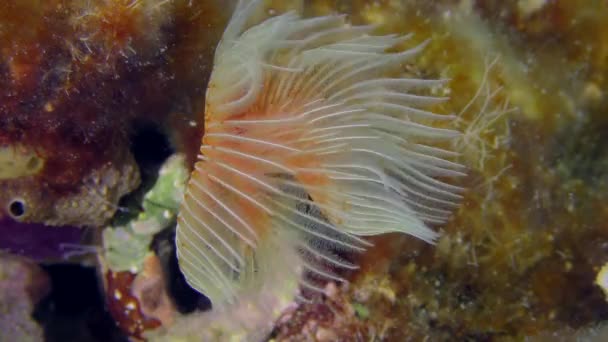 红色斑点马蹄或光滑管虫 Protula Tubularia 的明亮触角在水柱中摇曳 地中海 — 图库视频影像