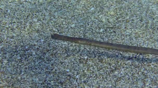 Broadnosed Pipefish Deep Snouted Pipefish Syngnathus Typhle Sandy Bottom Portrait — Stock Video
