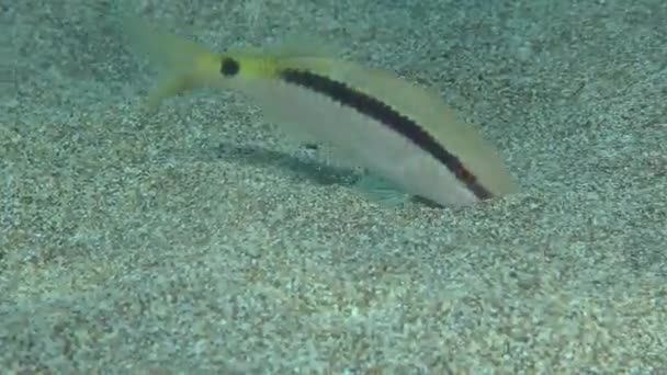 Goatfish Parupeneus Forsskali Breaks Ground While Common Two Banded Seabream — Stock videók