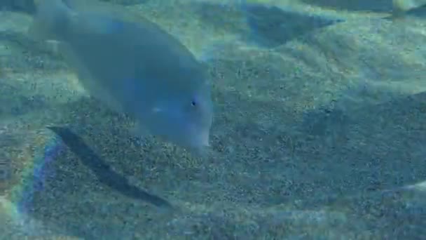 Cleaver Wrasse Pearly Razorfish Xyrichtys Novacula Searches Food Sandy Bottom — Stock Video