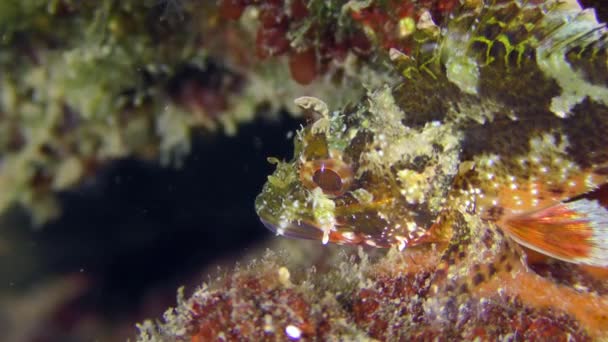 黑蝎鱼或欧洲蝎鱼 Scorpaena Porcus 生长在布满海藻的石子中 地中海 — 图库视频影像