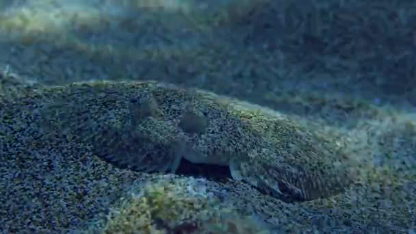Ψάρι Ανοιχτά Μάτια Bothus Podas Βρίσκεται Αμμώδη Ρηχά Νερά Μπροστινή — Αρχείο Βίντεο