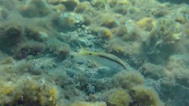 Красное Море Козлиная Рыба Parupeneus Forsskali Оставляет Облако Мутности Над — стоковое видео