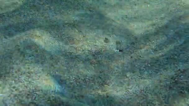 カメラの後に砂の底に浮かぶ ワイド フラウンダー ポダス は獲物を捕まえる 地中海 ギリシャ ロードス — ストック動画
