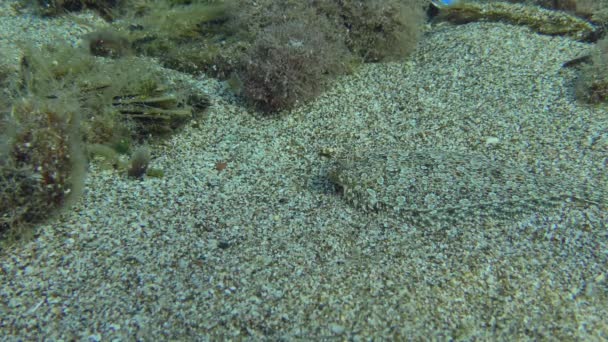 Wide Eyed Flounder Bothus Podas Changes Position Sandy Bottom While — Stock Video